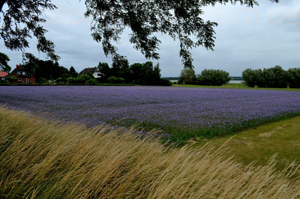 Insel Poel